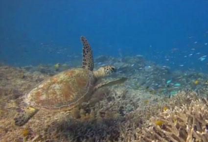 إسبح تحت سطح الماء مع Google SEAview